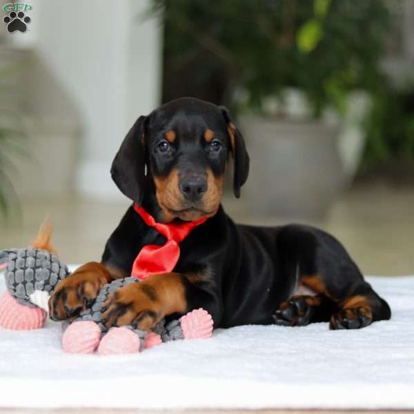 Maverick, Doberman Pinscher Puppy